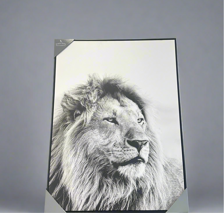 Lion frames