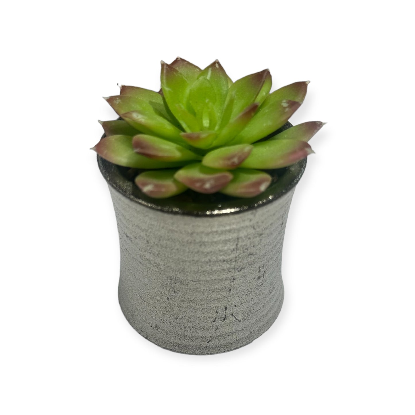 Succulent mini plant