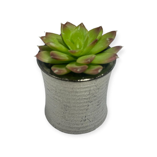 Succulent mini plant