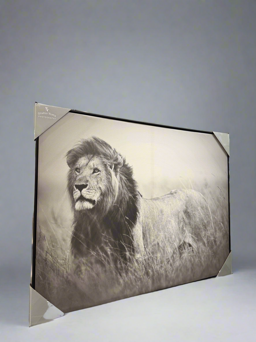 Lion frames